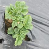 팜모닝 감자·자유게시판 게시글 이미지