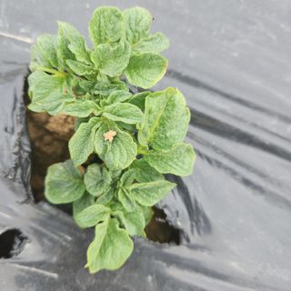 다락님의 감자 · 자유게시판 작성글 사진