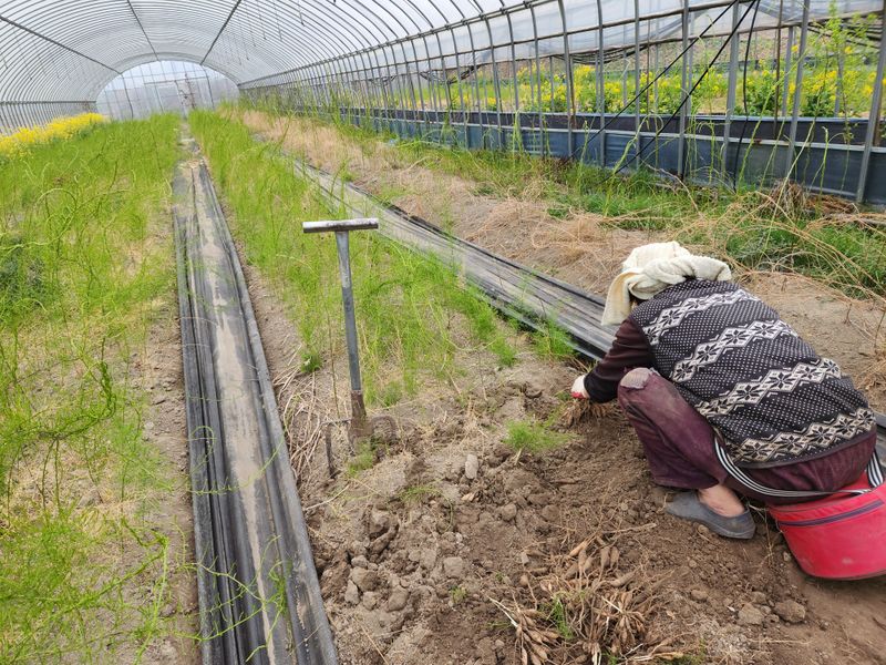 장터 상품 [천문동모종3년생20포기] 썸네일