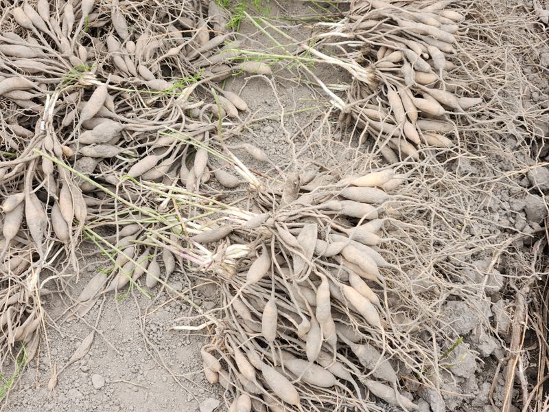 이창신님의 장터 판매 상품 [천문동모종3년생20포기] 첨부 사진