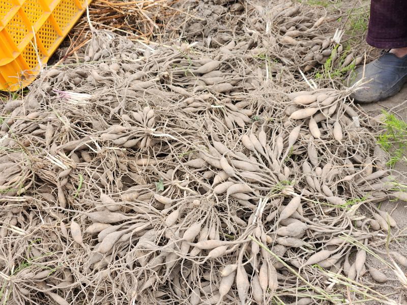 이창신님의 장터 판매 상품 [천문동모종3년생20포기] 첨부 사진