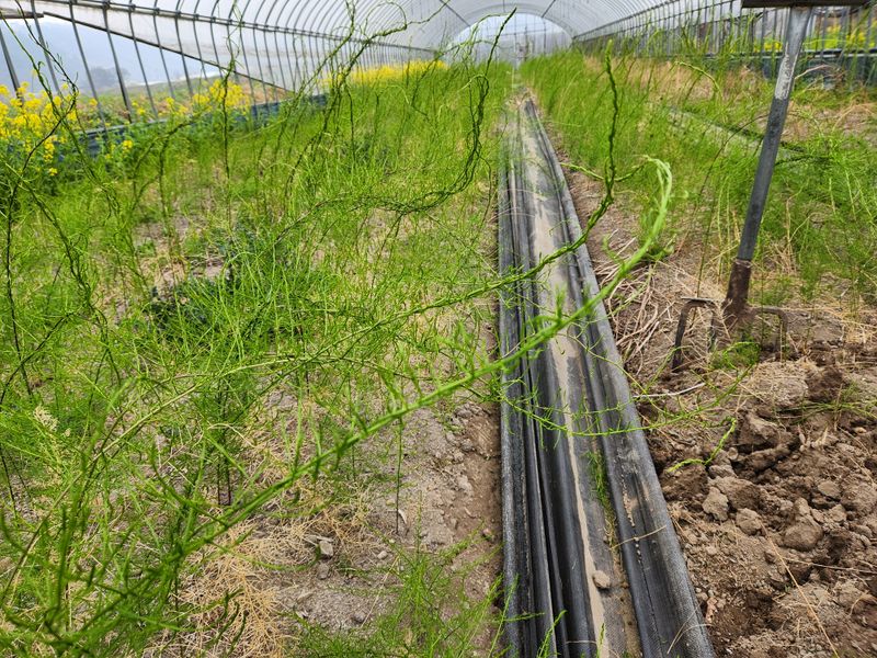 이창신님의 장터 판매 상품 [천문동모종3년생20포기] 첨부 사진