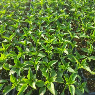 임경주 님의 고추 · 파종•정식 작성글 사진