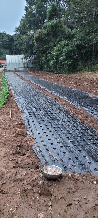 김민환님의 배추 · 토양준비 작성글 사진