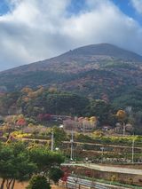 팜모닝 두릅·수확 게시글 이미지