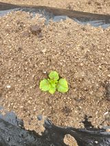 팜모닝 감자·자유게시판 게시글 이미지