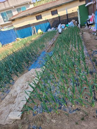 김성자님의 감자 · 자유게시판 작성글 사진