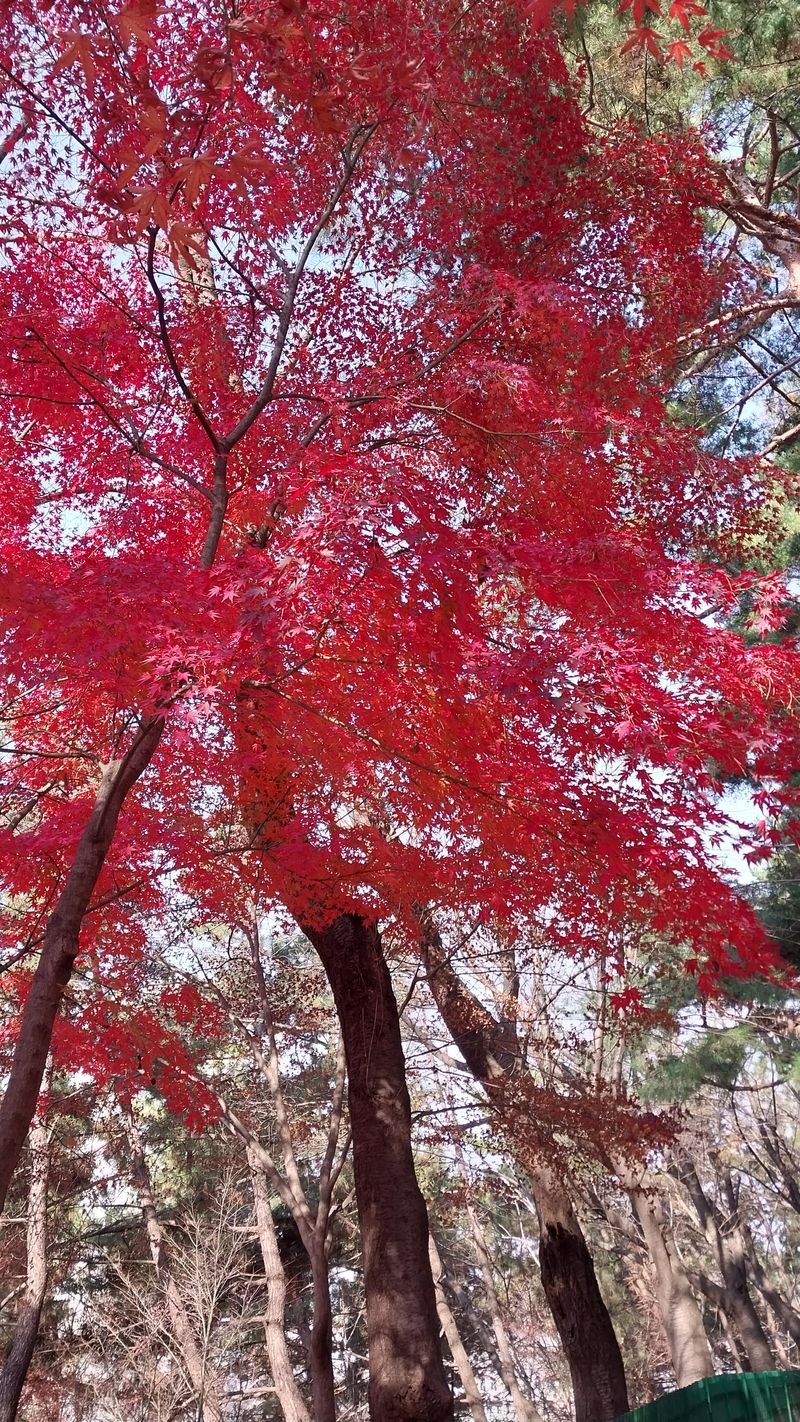 장터 상품 [한약된장1kg] 썸네일