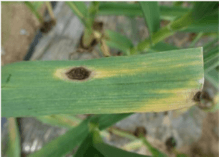 마늘 농사도우미님의 마늘 · 병해충상담 작성글 사진