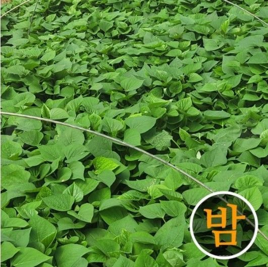 장터 상품 [[주문예약] 무균모 무병모 해남 고구마모종 3kg 5kg 10kg 20kg] 썸네일