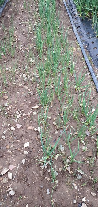 김근수님의 마늘 · 품종•종자 작성글 사진