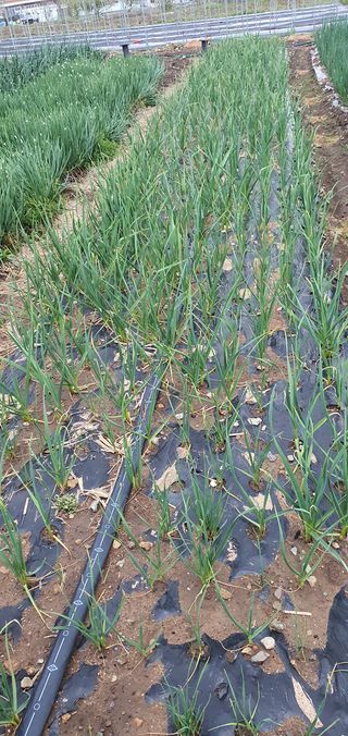 김근수님의 마늘 · 품종•종자 작성글 사진