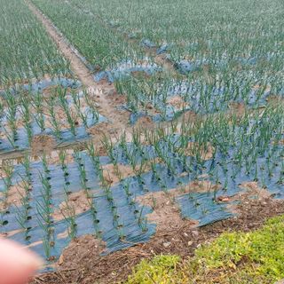 김대희님의 양파 · 자유게시판 작성글 사진