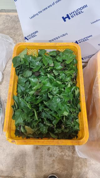 김동수님의 고구마 · 자유게시판 작성글 사진