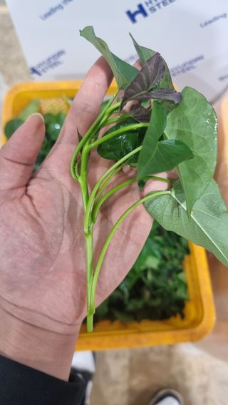 김동수님의 고구마 · 자유게시판 작성글 사진