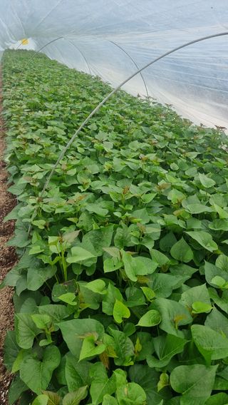 김동수님의 고구마 · 자유게시판 작성글 사진