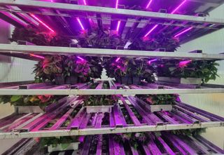 김동수님의 고구마 · 자유게시판 작성글 사진