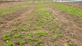 조병대님의 기타작물 · 자유게시판 작성글 사진