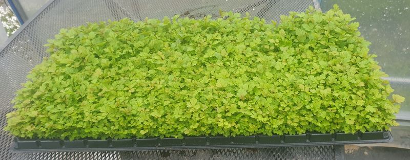 홍천산채농원 조원영님의 장터 판매 상품 [각종 산나물 모종,종근판매(눈개승마,섬엉겅퀴,겹삼잎국화,어수리)] 첨부 사진