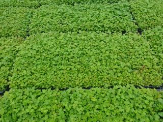 홍천산채농원 조원영님의 작성글 사진