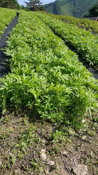 홍천산채농원님의 작성글 사진