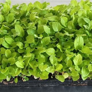 홍천산채농원님의 작성글 사진