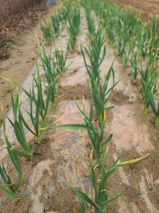 정석범님의 마늘 · 비료•농약 작성글 사진