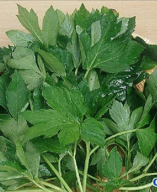 알 수 없음님의 기타작물 · 자유게시판 작성글 사진