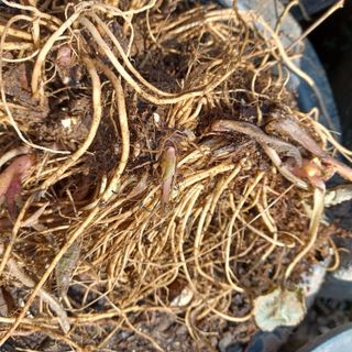 알 수 없음님의 기타작물 · 자유게시판 작성글 사진