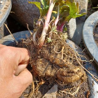 알 수 없음님의 기타작물 · 자유게시판 작성글 사진