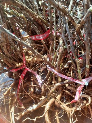 알 수 없음님의 기타작물 · 자유게시판 작성글 사진