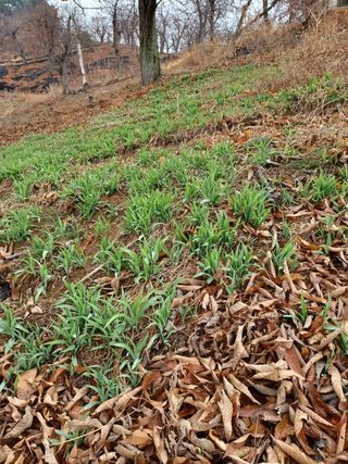 알 수 없음님의 기타작물 · 자유게시판 작성글 사진