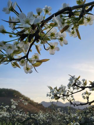 이종민님의 배 · 비료•농약 작성글 사진