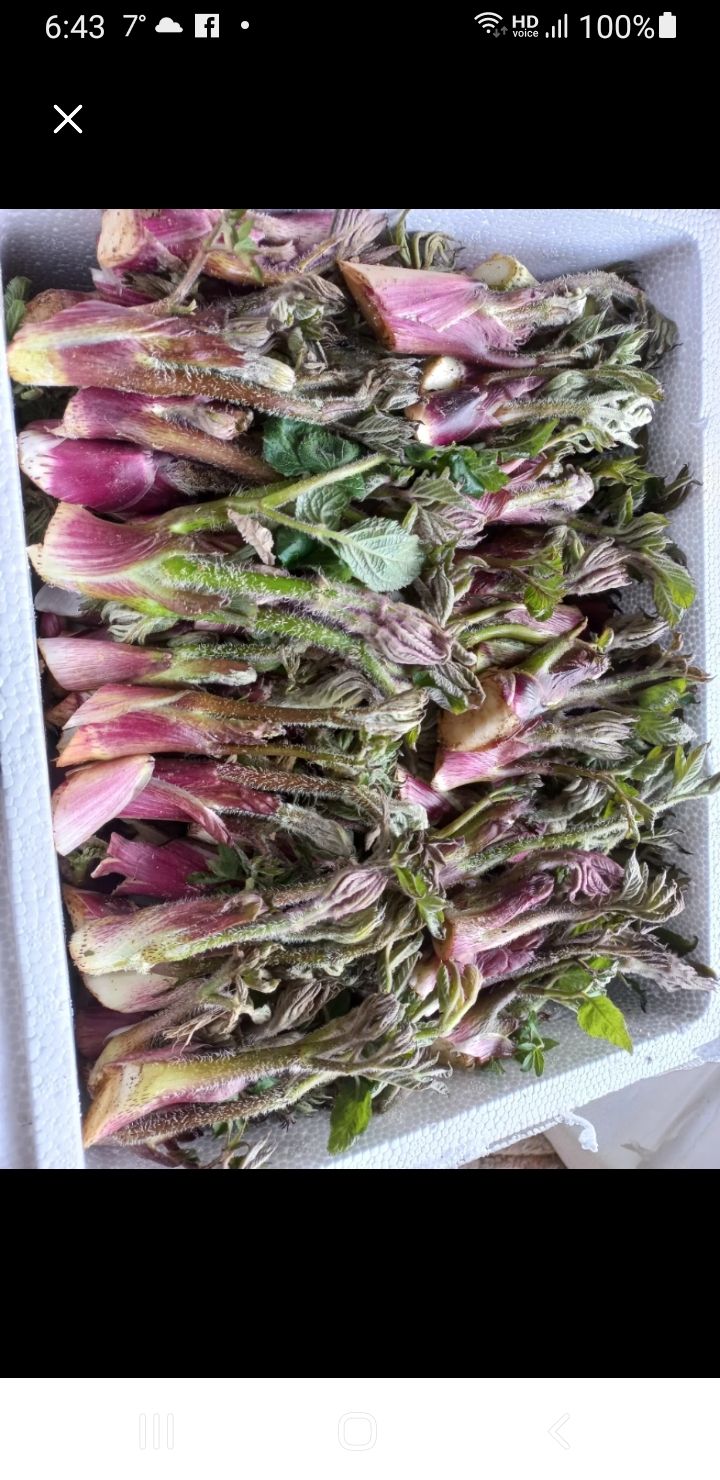 장터 상품 [땅두릅 ] 썸네일