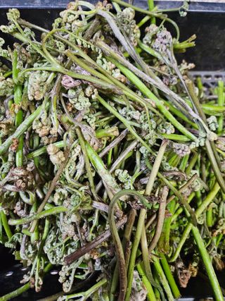 정완희 님의 기타작물 · 자유게시판 작성글 사진