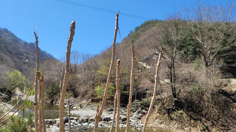 솔안골농장(이영선)님의 장터 판매 상품 [명이나물1kg.눈개승마1kg] 첨부 사진