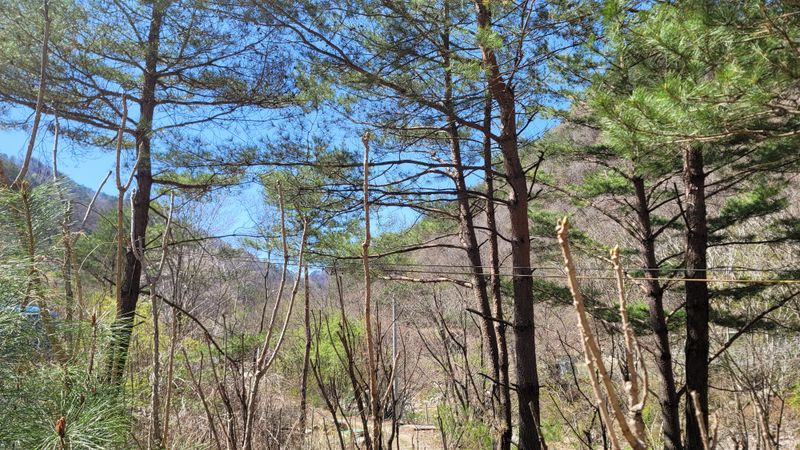 솔안골농장(이영선)님의 장터 판매 상품 [명이나물1kg.눈개승마1kg] 첨부 사진