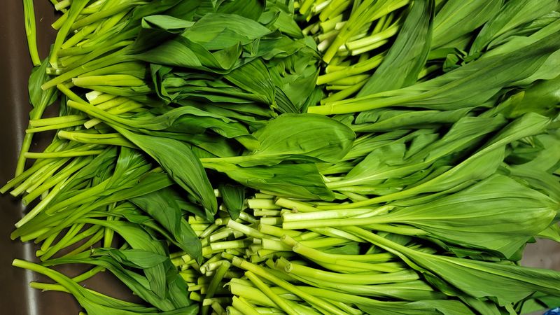 솔안골농장(이영선)님의 장터 판매 상품 [명이나물1kg.눈개승마1kg] 첨부 사진