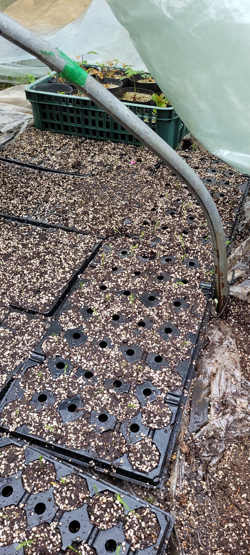 지재광님의 장터 판매 상품 [아스파라거스묘목40구와72] 첨부 사진