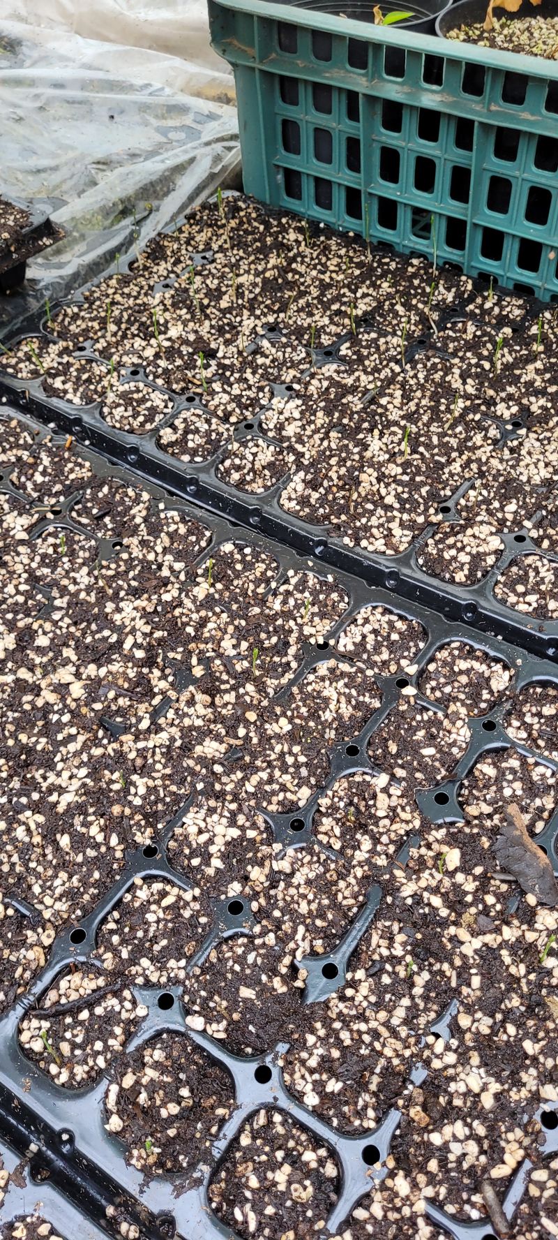 지재광님의 장터 판매 상품 [아스파라거스묘목40구와72] 첨부 사진