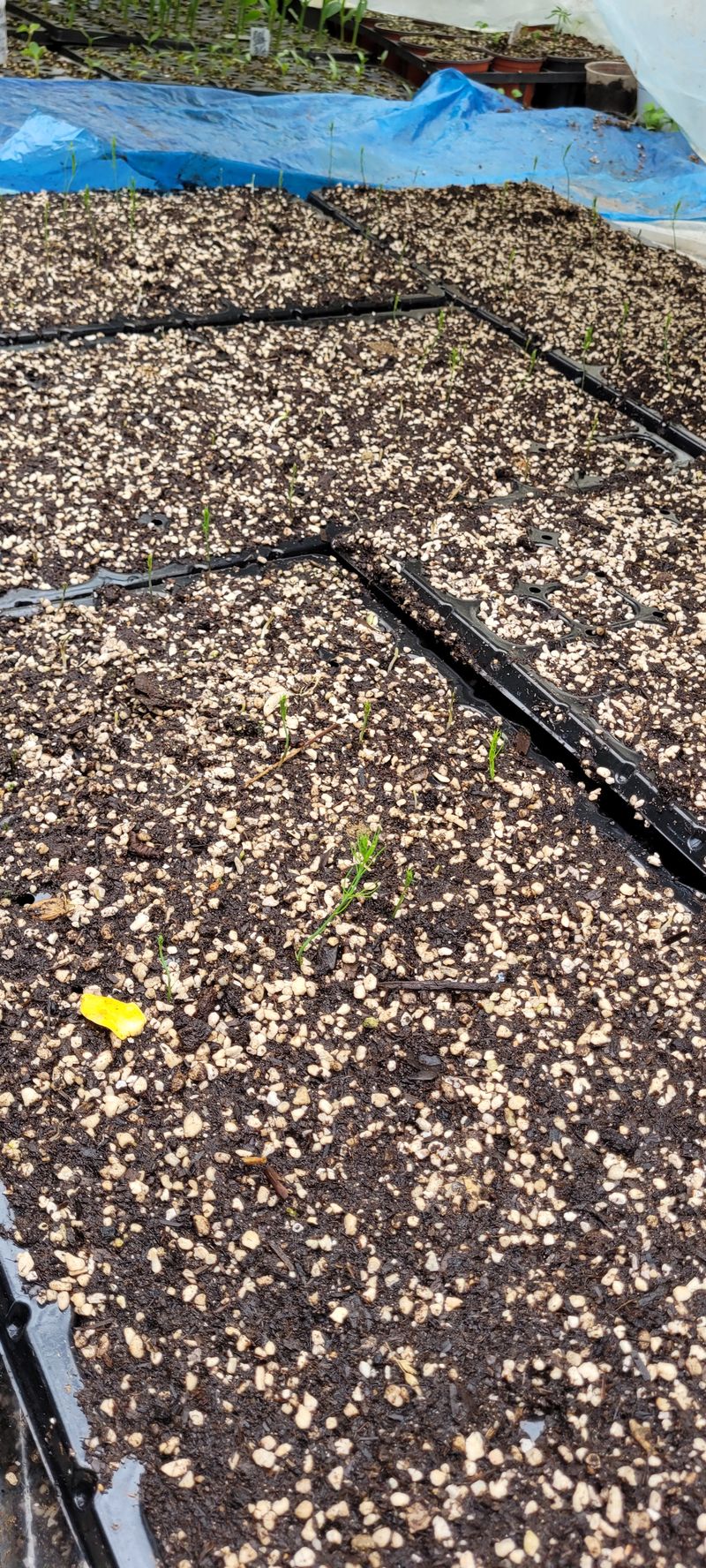 지재광님의 장터 판매 상품 [아스파라거스묘목40구와72] 첨부 사진