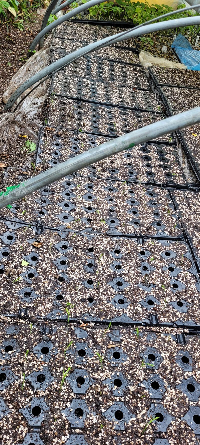 지재광님의 장터 판매 상품 [아스파라거스묘목40구와72] 첨부 사진