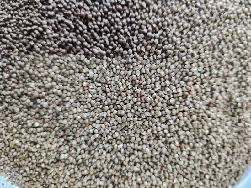 호두나라님의 장터 판매 상품 [들깨6Kg] 첨부 사진