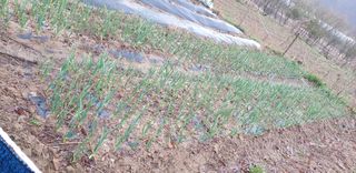 손대권님의 마늘 · 병해충상담 작성글 사진