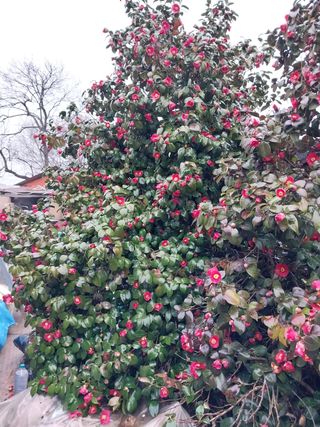 서산 밀집모자님의 자유주제 · 자유게시판 작성글 사진