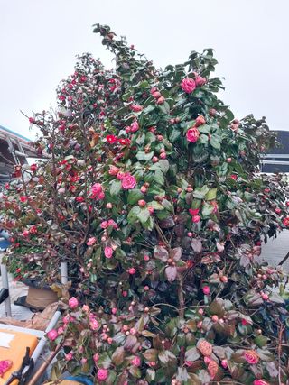 서산 밀집모자님의 자유주제 · 자유게시판 작성글 사진