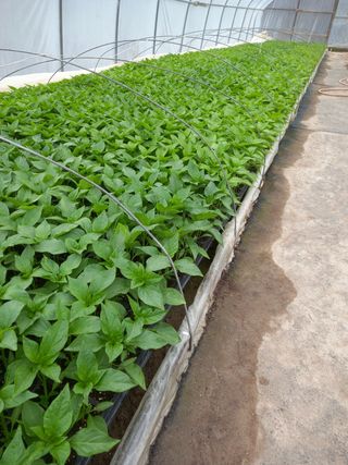 마정숙님의 고추 · 토양준비 작성글 사진