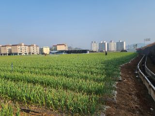 it농부님의 마늘 · 비료•농약 작성글 사진