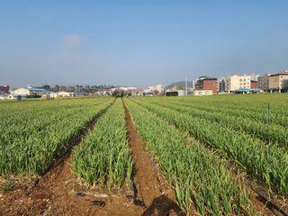 it농부님의 마늘 · 비료•농약 작성글 사진