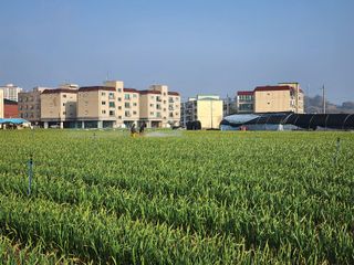 it농부님의 마늘 · 비료•농약 작성글 사진